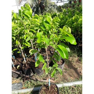 Na thái (na hoàng hậu)