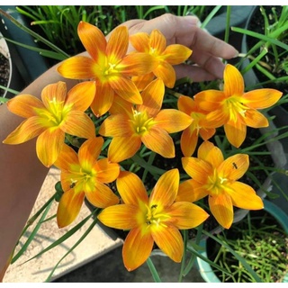 Củ Hoa Huệ Mưa nhiều màu