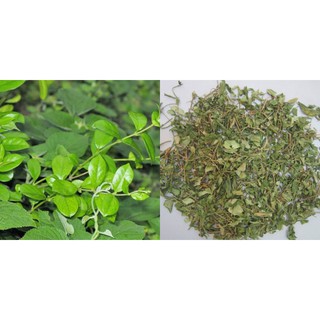 Dây thìa canh - Tiêu chuẩn GACP-WHO ( gói 1kg)