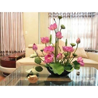 hạt giống sen mini nhật ( 10 hạt )