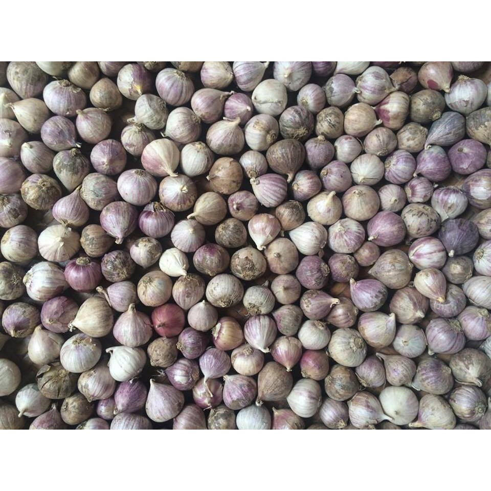 Combo 2kg tỏi cô đơn tươi