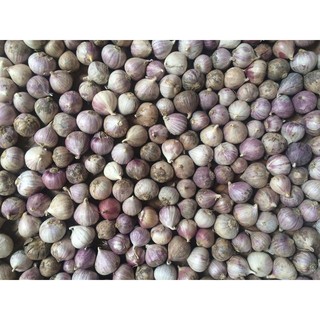 Combo 2kg tỏi cô đơn tươi