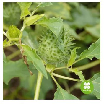 Cà độc dược (gói 1kg khô) - VTT281