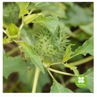 Cà độc dược (gói 1kg khô) - VTT281