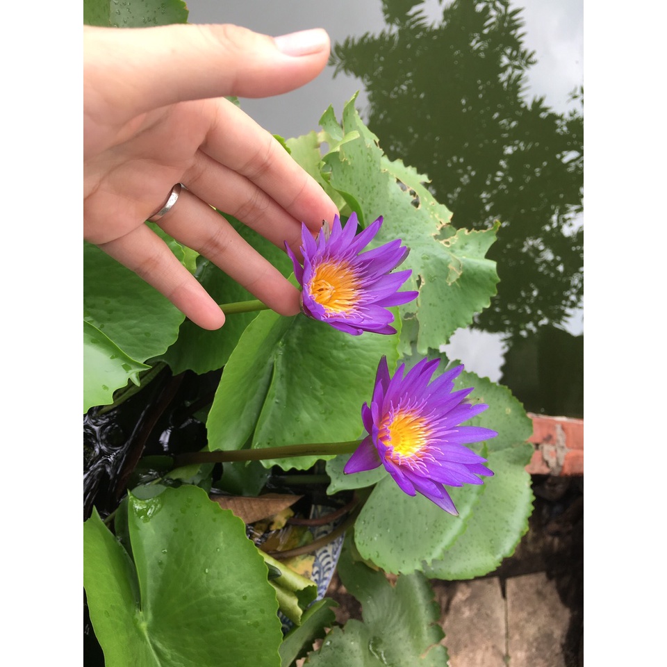 Củ hoa súng Thái nhiều màu