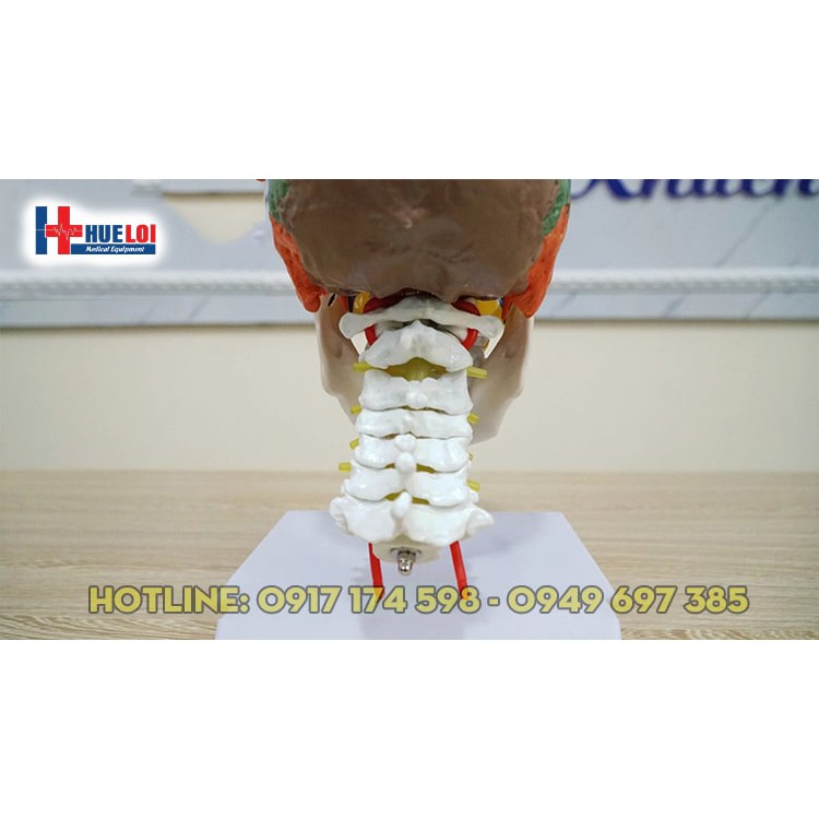 Mô hình giải phẫu xương sọ và cột sống cổ