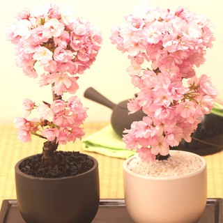 HẠT GIỐNG HOA ANH ĐÀO - 5 hạt/ gói