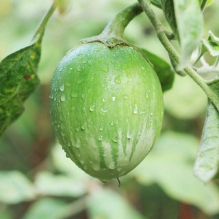 Gói 1 gam hạt giống cây cà dĩa da ếch