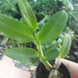 Phi điệp ám mắt đỏ