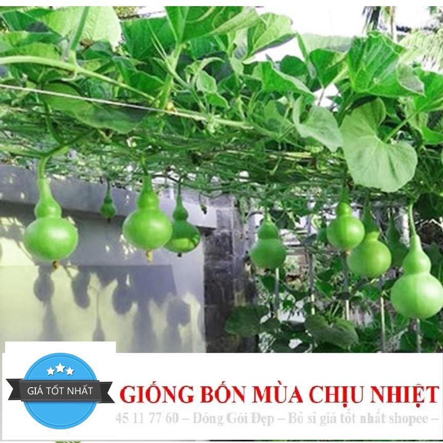 Hạt Giống Bầu Hồ Lô - Mini Siêu Kute (Lagenaria siceraria) 5 hạt ĐẾN MÙA TRỒNG TẾT