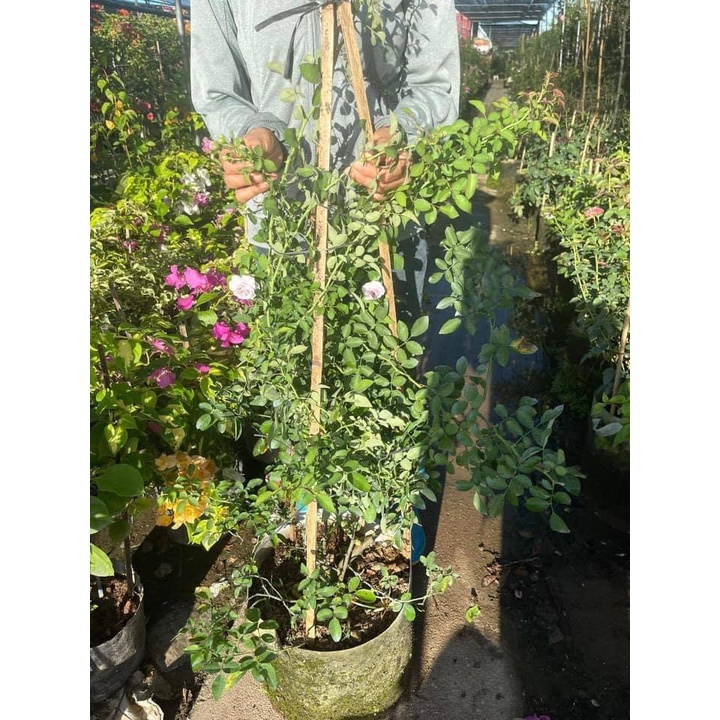 Hoa hồng leo Rainy Blue Rose bông hồng tím mộng mơ-Hoangoaimelinh