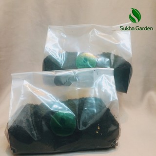 Đất Thịt Trồng Cây Túi 500g Trộn Dinh Dưỡng Diệt Trùng Chuyên Dùng Cho Rau Củ Quả Và Cây Cảnh