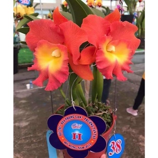 HOA LAN CATT BẢO NGHI