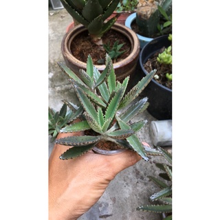 Xương rồng kalanchoe
