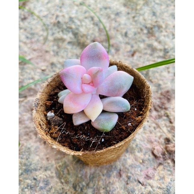 Sen đá Sỏi Var Dòng Vip Ann Concept- Size 5-8cm, Thuần mọi khí hậu