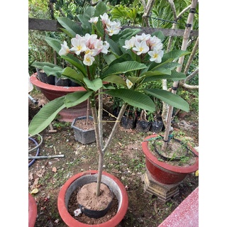 cây sứ đại thái hoa thơm