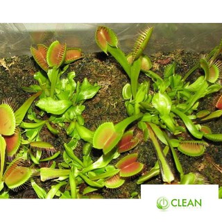 Hạt giống cây bắt côn trùng (cây bẫy kẹp) (15 hạt)