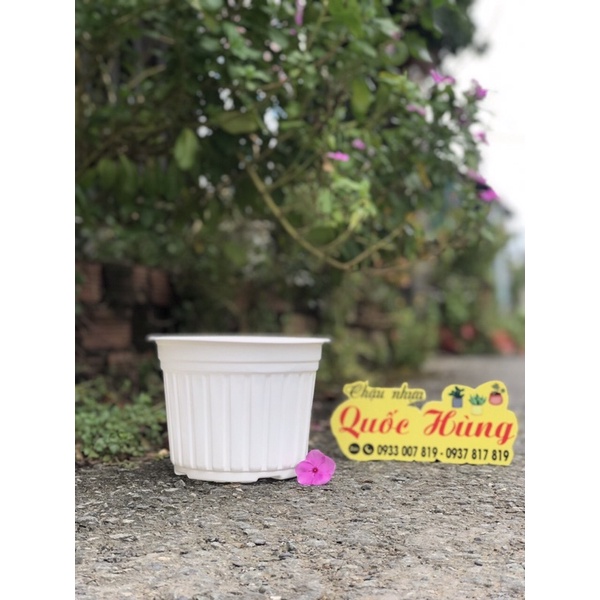 Chậu nhựa trắng  trồng sen đá- xương rồng-cây mini