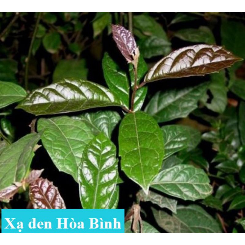 cây xạ đen hòa bình chuẩn giống.lh 0934 060 655