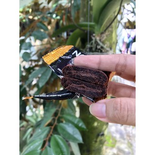 BÁNH QUY SOCOLA NEXTAR  BROWNIES NABATI