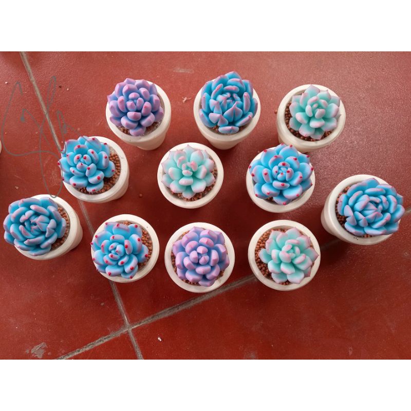 Sen đá đất sét loại 5cm hoặc 7cm