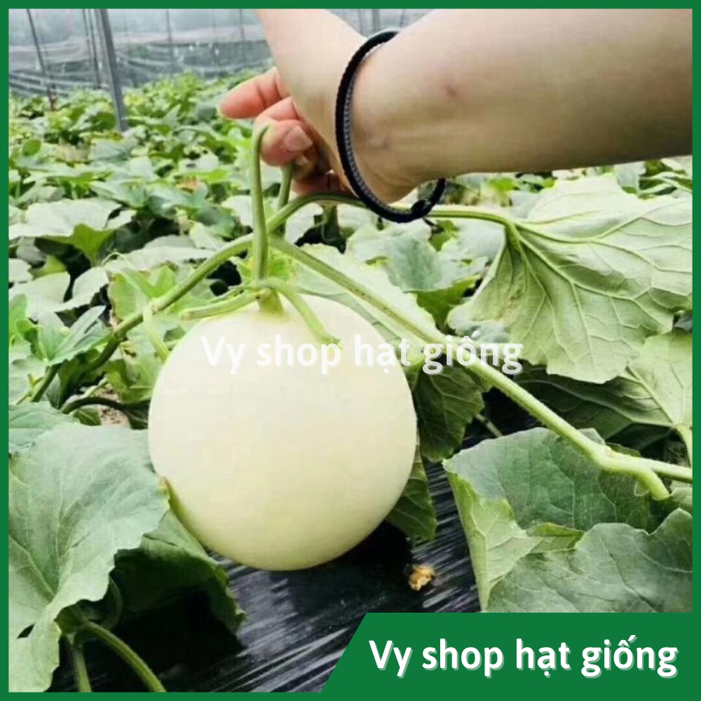 Hạt giống dưa lê cẩm ngọc ruột cam Thái Lan gói 12 hạt