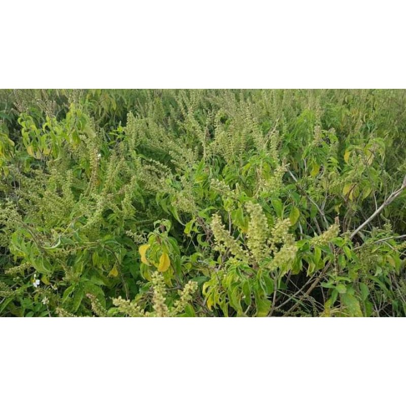 Tinh dầu bưởi - Xịt bưởi thảo dược kích mọc tóc | BigBuy360 - bigbuy360.vn