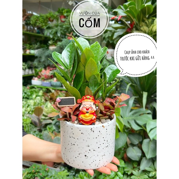 Tiểu cảnh cây kim tiền để bàn kết hợp cùng chậu sứ trắng và ông thần tài . Món quà tặng ý nghĩa .