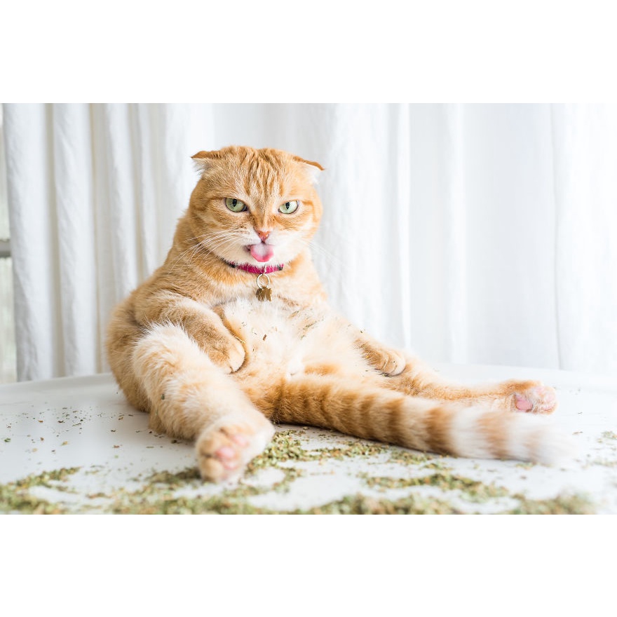 [HÀ NỘI] 1 tép Catnip 1,2g cho mèo ngửi để phê pha mang đến cảm giác chúa tể muôn loài