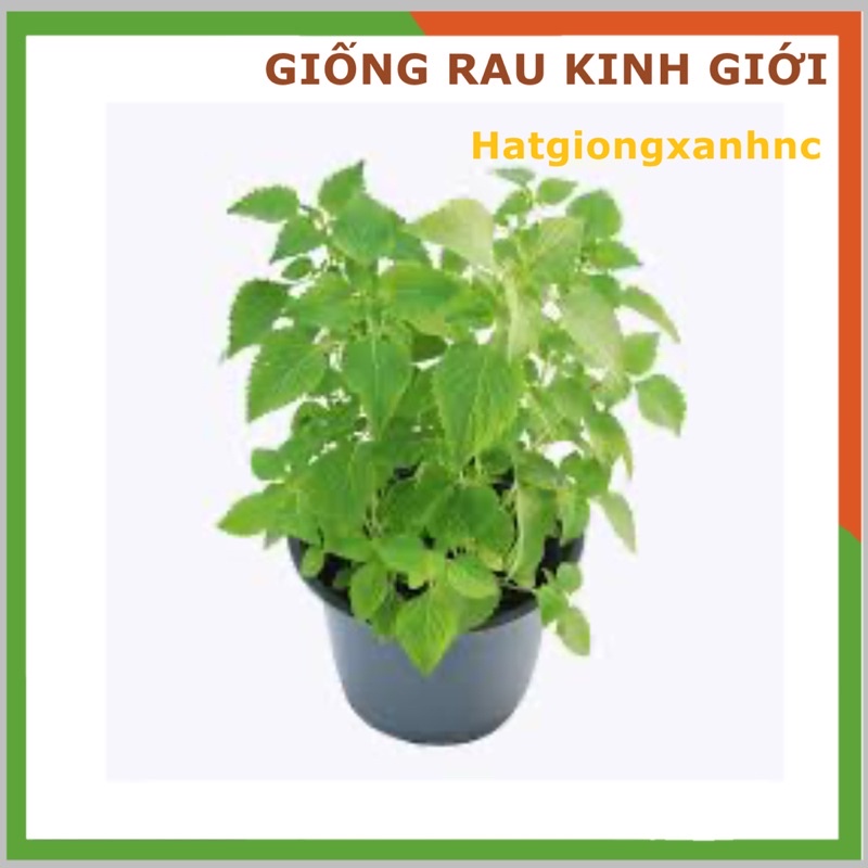 Hạt giống Rau Kinh Giới Dễ Chăm Sóc, Trồng Được Quanh Năm  - Hạt Giống Rạng Đông