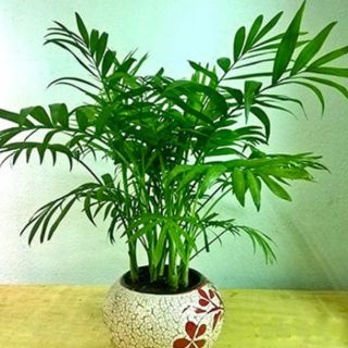 Chậu Cây cau tiểu trâm