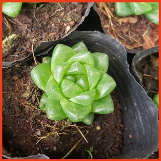 Sen đá Dạ Quang Tròn