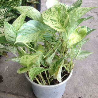 Trầu bà sữa