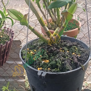 Phân Bón Kích Mầm Kích Rễ & Thải độc Tố Trong Đất - ROOT PLEX