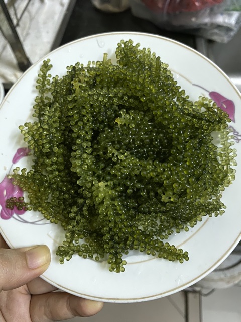 1kg rong  kèm chai sốt mè 180ml