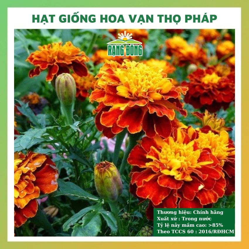 Hạt giống hoa vạn thọ Pháp nhiều màu đẹp dễ trồng, chăm sóc tỉ lệ nảy mầm cao 0,1g RADO 0925