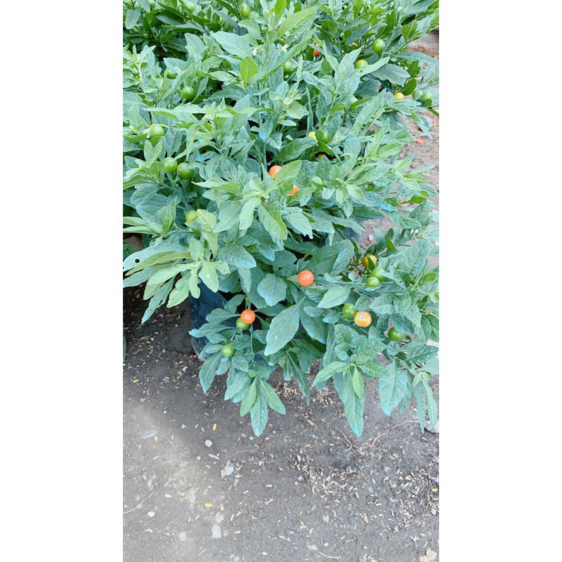 Cây Cheri Hàng Đẹp