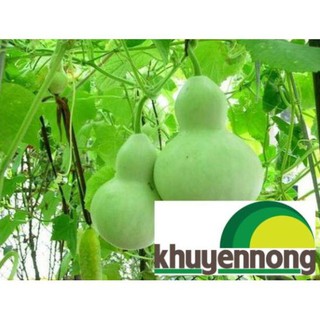 5 hạt Bầu hồ lô cao sản