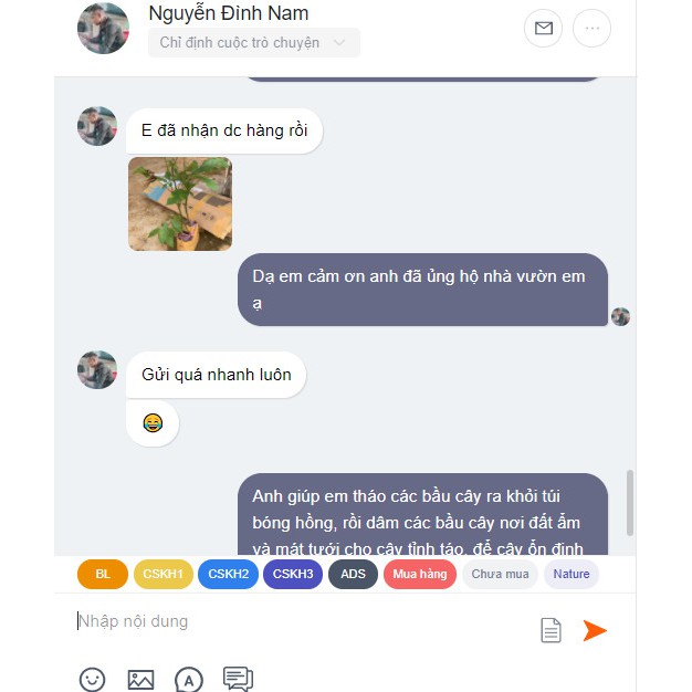 🌱Giống cây Lá Đắng, Cây Lá Lằng, Lá Chân Chim Đặc Sản Thanh Hóa🌱