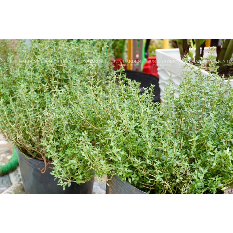 Cây Xạ Hương Thyme JUN GARDEN