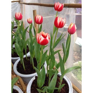 Củ hoa tuy líp và củ hoa tiên ông (khách lẻ)
