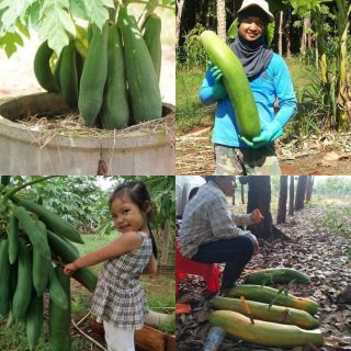 Hạt giống đu đủ lùn phunket thái lan siêu trái [10 hạt]