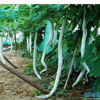 Hạt Giống Mướp Rắn Dài Nhật - 1 gói 5 hạt - HGT