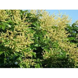 CÂY GIỐNG Nhãn Tiêu Da Bò (Siêu sớm, Siêu trái).