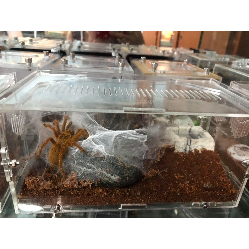 Hộp nuôi nhện, bọ cạp, rết kt 20-10-10cm (Tank Mica/ Acrylic)