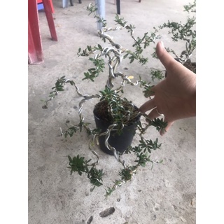 Caykiengsadec - cây linh sam mini uốn sẵn+ tặng phân bón