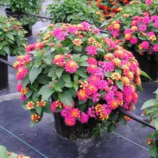 Hạt Giống Hoa Ngũ Sắc F1 loại dễ trồng năng suất cao chống sâu bệnh [Gói 100gram,200gram,500gram]