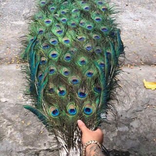 lông công tự nhiên dài
