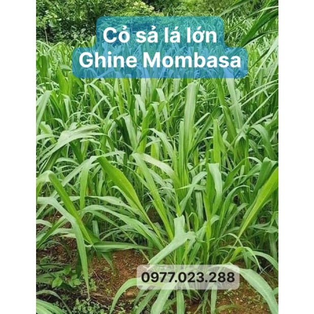 CỎ SẢ LÁ LỚN MOMBASA GHINE CỎ CHĂN NUÔI gói 5g