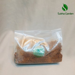 Xơ dừa trồng cây túi 200g, xơ dừa tơi